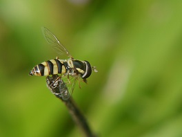 Syrphidae hoverfly neonicotinoids