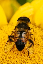 No neonics honeybee