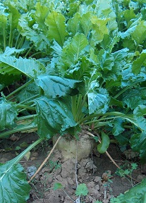 Sugar beet makes excellent first generation bioethanol.