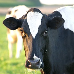 nevenproducten oleochemische industrie