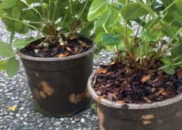 Biodegradable Solanyl plant pots for reduction of plastic waste