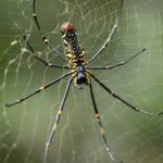 Golden Orb spider