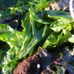 Ulva Lactuca seaweed borefinery