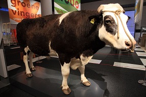Herman the bull