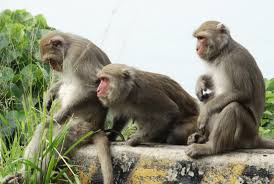 klonen van apen makaken