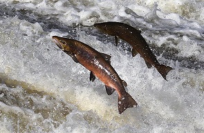 salmon omega-3 fatty acids