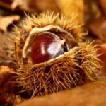 chestnut World Bio Markets