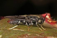 Black soldier fly protein demand