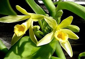 Vanilla orchid