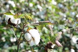Cotton plant