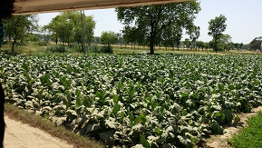 Tobacco lants GMO adversaries