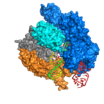 Het Cas9 enzym, dat een sleutelrol speelt in de CRISPR-Cas precisietechniek, hier bezig met de behyandeling van een DNA-streng. Beeld: Wikimedia Commons.