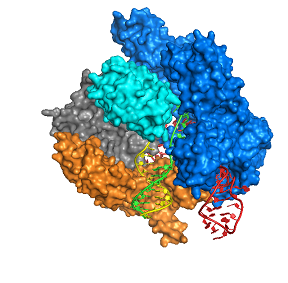 Precision modification of the genome