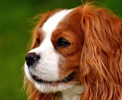 Cavalier King Charles spaniel