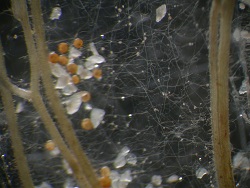 mycorrhiza schimmels