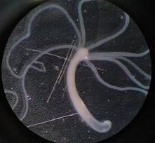 Hydra