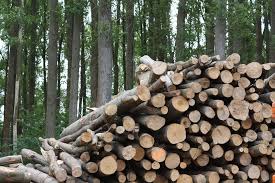 Biomass, one of the pathways to renewable carbon