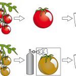 Can we engineer life? 4.1 Hunger in the world increases