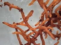 Mycorrhiza Pixaby