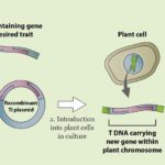 Plantengentechnologie