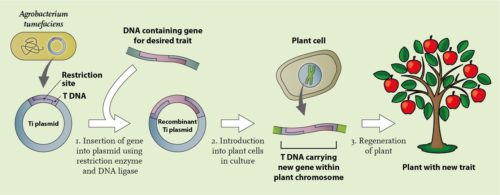 Plantengentechnologie