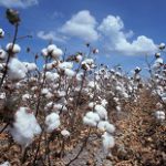 Genetic modification of the cotton plant with modern techniques could produce edible cotton seed. Photo: Wikimedia Commons.