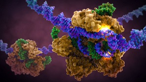 CRISPR-Cas