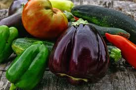 Eggplants modern biotechnology