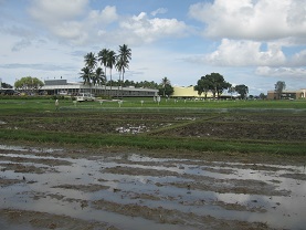 International Rice Research Institute in the Philippines