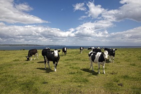 cows circular agriculture