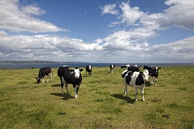 cows circular agriculture