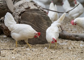 Kipster circular agriculture
