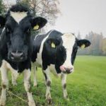 Cows efficient protein production