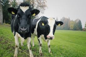 Cows efficient protein production