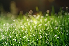 Gras eiwitten efficiënter produceren