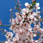 almond blossom corporate sustainabilitty