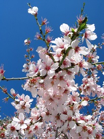 almond blossom corporate sustainabilitty