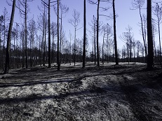 Verbrand bos