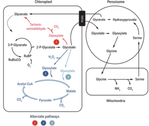 Alternative photorespiratory pathways