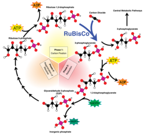 Calvin cycle photosynthesis