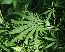 Cannabis sativa