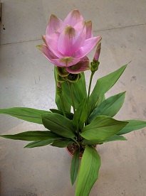 Curcuma Greentech 2019