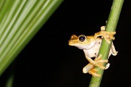 Gladiator frog IPBES