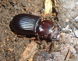 passalid beetle