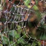 animals in the bioeconomy spider