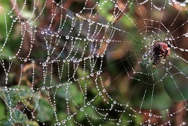 dieren in de bio-economie spinnen