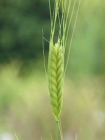 Einkorn wheat