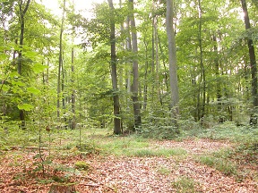 reductionism and holism in the forest
