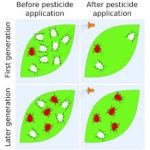 Hoe resistentie tegen pesticiden ontstaat. Beeld: Wikipedia.