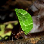 bladsnijdersmier resistentie tegen antibiotica